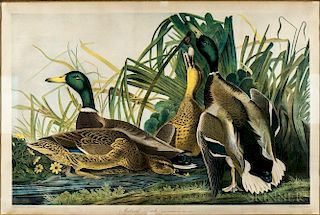 Audubon, John James (1785-1851) Mallard Duck.