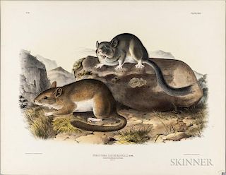 Audubon, John James (1785-1851) Parry's Marmot Squirrel   and Rocky Mountain Neotoma.   Plates, IX and XXIX.