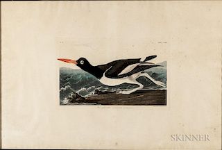 Audubon, John James (1785-1851) Pied Oyster-Catcher  , Plate CCXXIII.