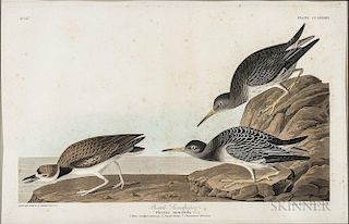 Audubon, John James (1785-1851) Purple Sandpiper  , Plate CCLXXXIV.