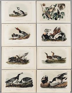 Audubon, John James (1785-1851) Seven Octavo Plates from The Birds of America  , Second Edition.