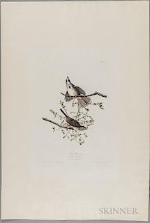 Audubon, John James (1785-1851) Song Sparrow  , Plate 25.