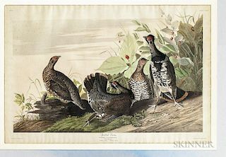 Audubon, John James (1785-1851) Spotted Grouse  , Plate CLXXVI.