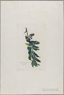 Audubon, John James (1785-1851) Yellow Throat Warbler  , Plate 85.