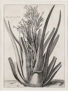 Bosse, Abraham (1603-1676) Aloe Americana, Florida.
