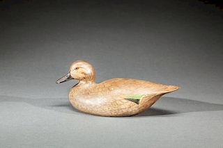 Green-Winged Teal Hen