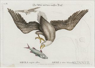 Catesby, Mark (1679-1749) Aquila Capite Albo  , Plate II.