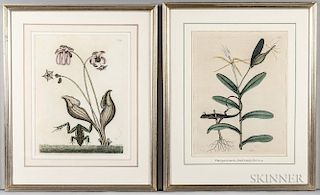 Catesby, Mark (1679-1749) Two Natural History Prints.