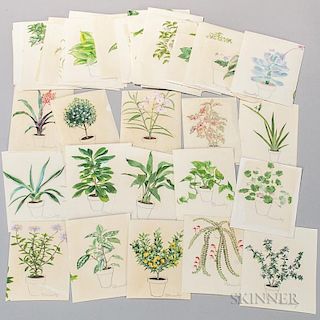 Marinsky, Harry (1909-2008) Fifty-four Original Watercolors of Plants [from] The Woman's Day Book of House Plants, by Jean He