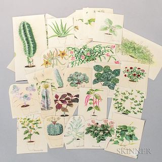 Marinsky, Harry (1909-2008) Forty-eight Original Watercolors of Plants [from] The Woman's Day Book of House Plants, by Jean H