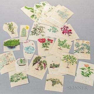 Marinsky, Harry (1909-2008) Forty-nine Original Watercolors of Plants [from] The Woman's Day Book of House Plants, by Jean He