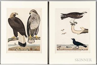 Ornithological Subjects, Eight Bird Prints.