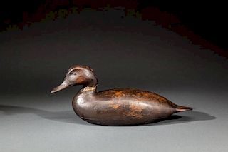 Paddle-Tail Black Duck