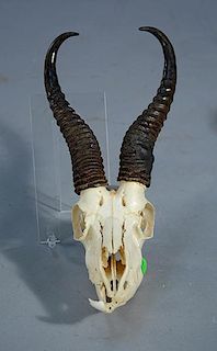 Continental deer horns on skull