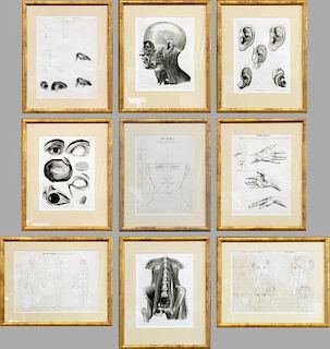 Nine Anatomical Prints