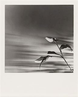 Robert Mapplethorpe, (American, 1946-1989), Buds (Rosebuds Against Sky), 1977