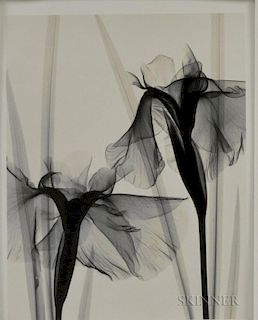 Judith McMillan (American, b. 1945)      Optic Exploration: Iris Kaempferi (Japanese Iris)