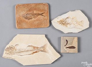 Four fossilized fish