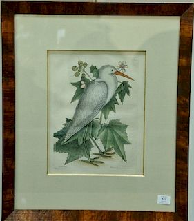 Mark Catesby, hand colored engraving, The Little White Heron, Ardea Alba Minor Carolinensis, plate size 13 3/4" x 10 1/4", si
