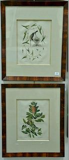 Mark Catesby, pair of hand colored engravings, The Little Thrush Turdus Minimus T31 and The Little Sparrow Passerculus T35, p