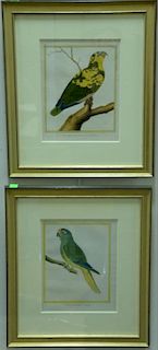 Francois-Nicolas Martinet (1760-1800), set of five hand colored engravings, Bird Studies, (1) L'Ara Vert du Bresil (2) Perruc
