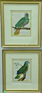 Francois-Nicolas Martinet (1760-1800), set of five hand colored engravings, Bird Studies, (1) Perroquet de St Dominque (2) Pe