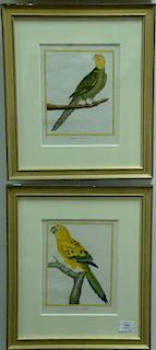 Francois-Nicolas Martinet (1760-1800), set of four hand colored engravings, Bird Studies, (1) le Perroquet Amazone (2) Perruc