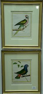 Francois-Nicolas Martinet (1760-1800), set of four hand colored engravings, Bird Studies, (1) Perroquet de la Martinique (2)
