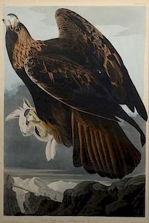 John James Audubon (1785-1851), hand colored aquatint engraving, "Golden Eagle", Falco Chrysaetos Female Adult, plate 181, Dr