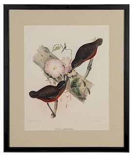 Elliot, Daniel Giraud. Two Color Lithographs of Birds.