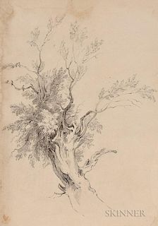 British School, 18th/19th Century      Study of a Tree