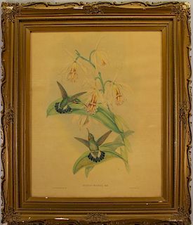 Framed Antique Botanical Print