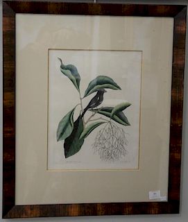 Mark Catesby hand colored engraving, "The Little Black Bulfinch Rubicilla Minor Nigra, plate size: 13 1/4" x 10 1/4" and sigh