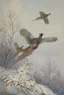 John Cyril Harrison (1898-1985) Pheasants