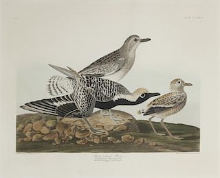John James Audubon (1785-1851) Black-Bellied Plover (No. 67, Plate  CCCXXXIV), 1836