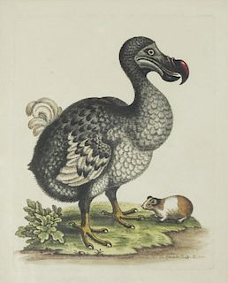 George Edwards (British, 1693-1773) Group of 26 Bird Engravings