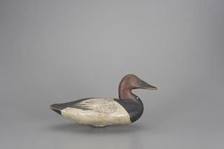 Canvasback Drake James T. Holly (1855-1935)