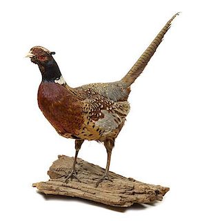 A Taxidermy Pheasant Length overall 32 inches.
