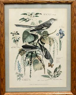 A Group of Six Ornithological and Botanical Prints 11 1/2 x 8 inches.