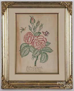 Watercolor of the Rose of New York, dated 1895