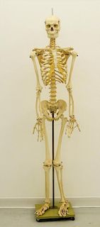 American Medical School Practice Faux Skeleton