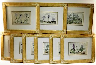 FINE 9PC 18C French Hand Colored Botanical Etching