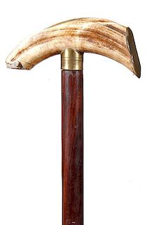Hippo Tooth Cane