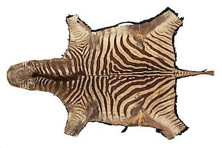 A Zebra Skin Rug Length 8 feet 3 inches.