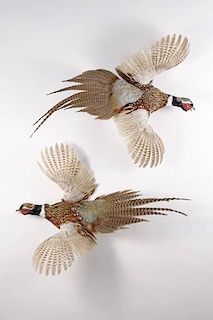 Two Stuffed Pheasants in Flight