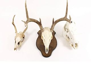 Collection of Three Animal Skulls