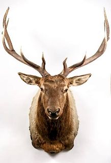Rocky Mountain Elk Shoulder Mount