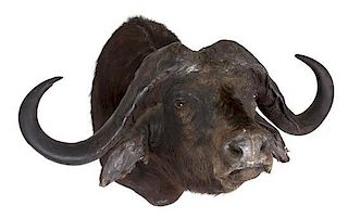 A Taxidermy Water Buffalo Head Height 32 x width 46 x depth 38 inches.