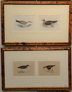 "Set of eight colored lithographs in four frames of The History of British Birds by Reverend F.O. Morris, published in London