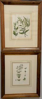 Set of eight chromolithographs from Natural History of New York: A Flora of the State of New York, by Dr. John Torrey, lithog